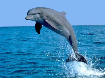 Dünyanın ən yaşlı delfini öldü<b style="color:red"></b>