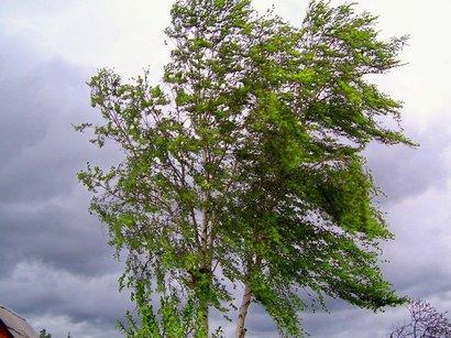 Bakıda hava küləkli olacaq<b style="color:red"></b>