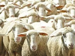 “Qurbanlıq heyvanların kəsilməsi üçün Bakıda yerlər ayrılacaq”<b style="color:red"></b>