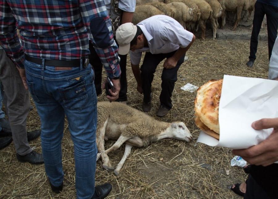 Kimlər qurban kəsməlidirlər? <b style="color:red"></b>