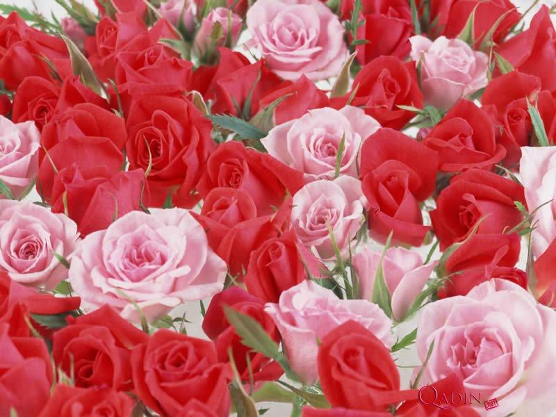 Gözoxşayan güllər: onlar haqda nə bilirik?<b style="color:red"></b>