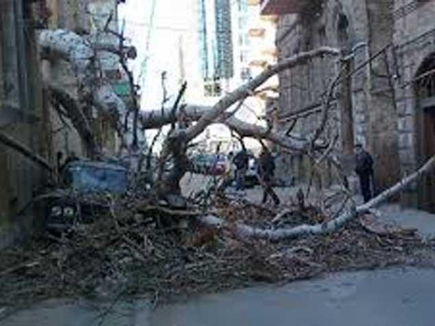 Bakıda ağac ana və övladının üzərinə aşıb, hər ikisi ölüb<b style="color:red"></b>