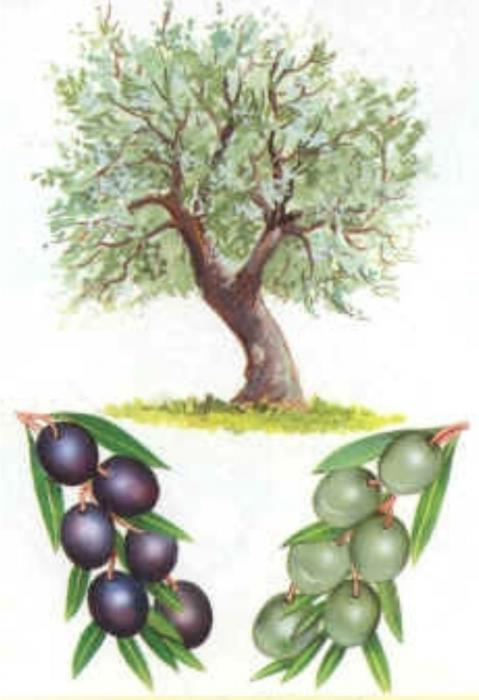 Zeytun - cənnət meyvəsi<b style="color:red"></b>