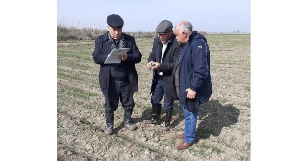 Lənkəran zonasının "qızıl" torpaqları münbitliyini niyə itirir? - <b style="color:red">Araşdırma</b>