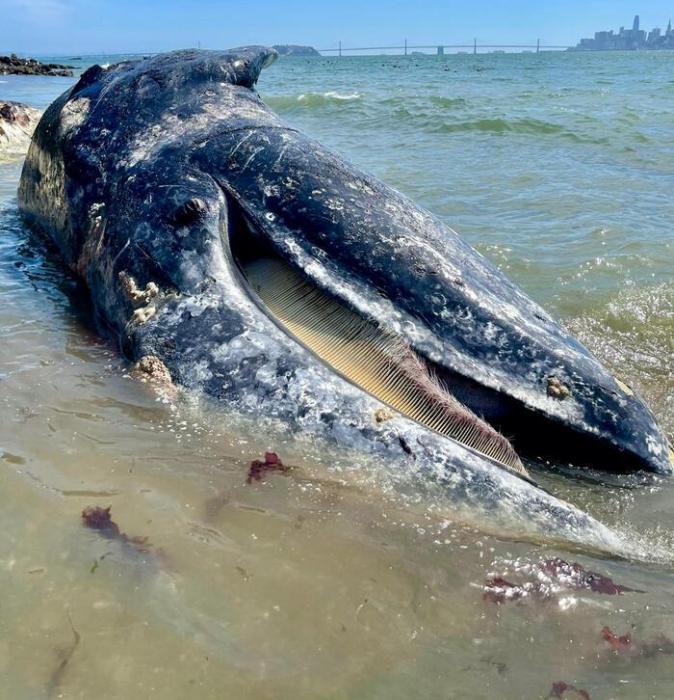 San-Fransisko sahillərində balina cəsədləri taplıb
