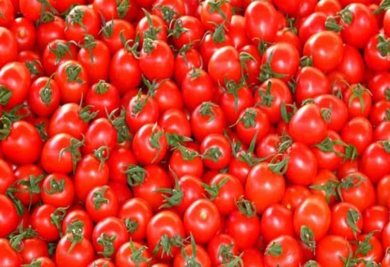 Daha 30 müəssisəyə Rusiyaya pomidor ixracına icazə verilib