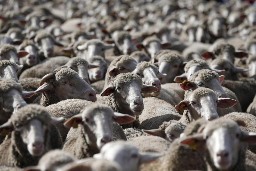 Qurban bayramında heyvan satışı və kəsimi xidməti təşkil olunacaq - <b style="color:red">Siyahı</b>