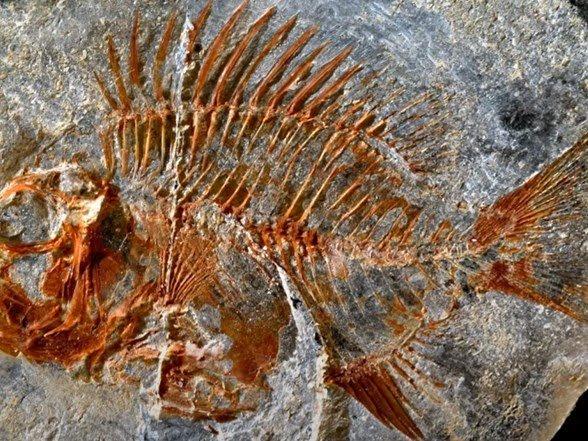 95 milyon illik balıq fosili tapılıb 