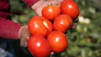 Koronavirusa qarşı “pomidor peyvəndi” hazırlandı