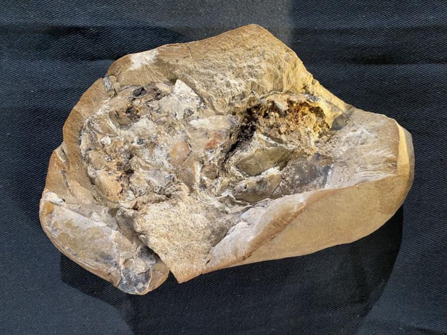 Dünyanın ən qədim ürəyinə sahib fosili tapıldı