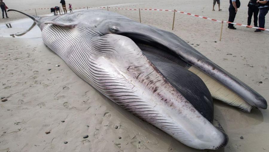 Fransada sahilə çıxan balina xilas edilib