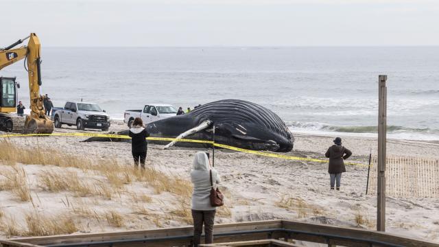 ABŞ-də müəmmalı balina ölümləri artıb