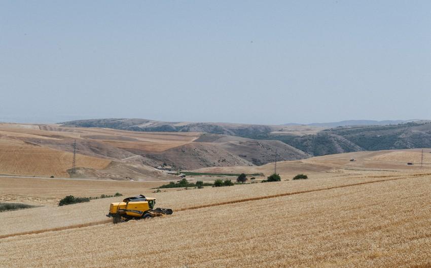 Kənd Təsərrüfatı Nazirliyi: Azərbaycanda payızlıq əkin sahələrinin 40 %-də biçin başa çatıb