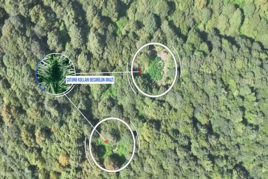 Balakəndə 3 narkotik plantasiyası aşkar edilib -  5 nəfər saxlanılıb