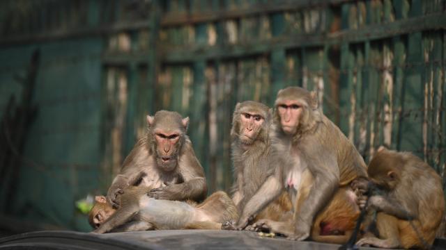 Zooparkda epidemiya: 12 meymun öldü