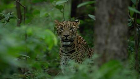 4 yaşlı uşaq leopardın qurbanı oldu