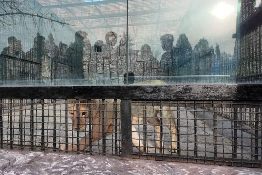 Putin Şimali Koreyaya 70 heyvan bağışladı