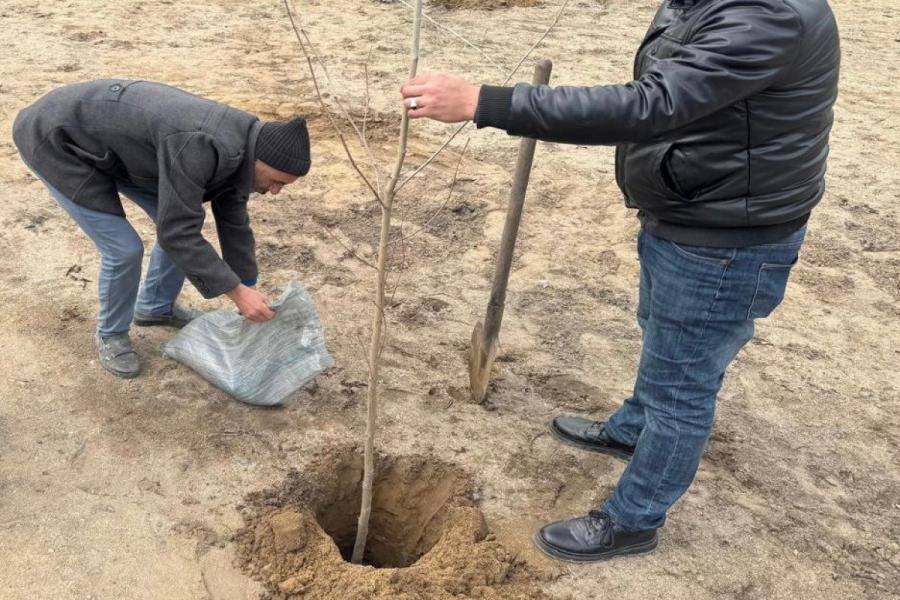 FHN-in Əsaslı Tikinti İdarəsi ağacəkmə aksiyası keçirib