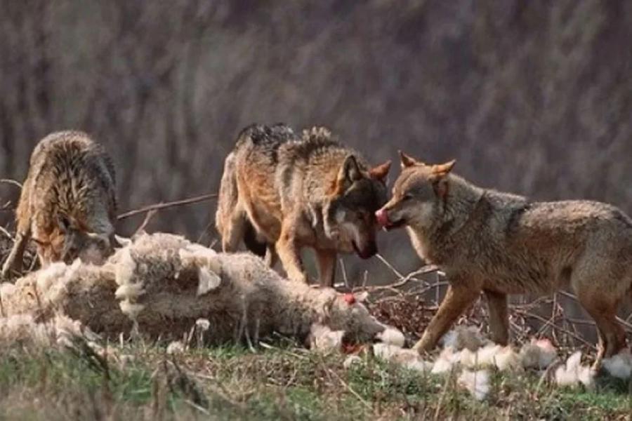 Ağstafada canavarlar fermaya girərək 27 qoyunu parçalayıb