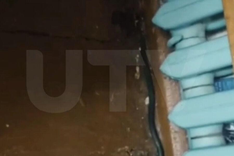 Rusiyada məktəbdə ilanlar peyda olub