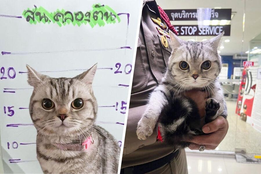 Polisləri dişləyən pişik həbs olundu