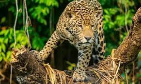 Leopard evə soxuldu, əlil kişini parçaladı