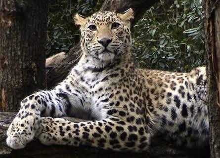 8 yaşlı qız leopardın qurbanı oldu