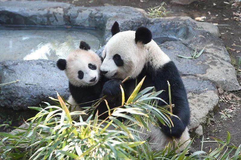Pandalarla vidalaşmaq üçün minlərlə insan zooparka axın etdi