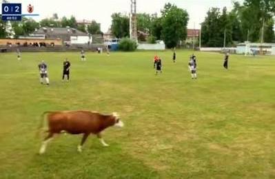 Meydana inək çıxdı, oyun dayandırıldı