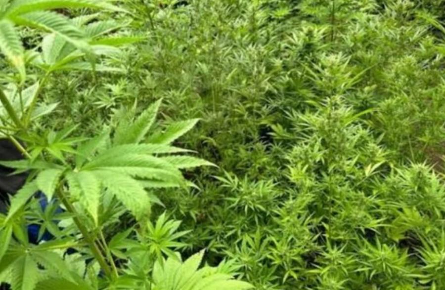 Yabanı halda bitmiş 1,3 tona yaxın çətənə kolu məhv edilib