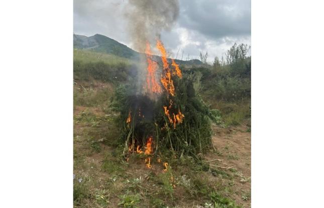 Şuşada 1 ton çətənə kolu məhv edilib