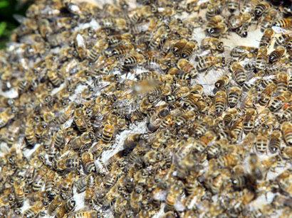 Britaniyada 10 min arı çimərliyi "işğal edib"<b style="color:red"></b>