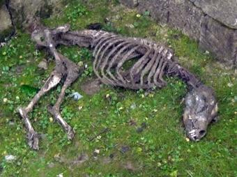 Lənkəranda dinozavra bənzəyən heyvan skeleti tapılıb<b style="color:red"></b>