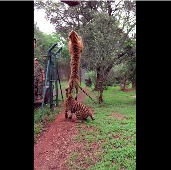 Pələngin sıçrayışı izləmə rekrodu qırdı - <b style="color:red">Video</b>