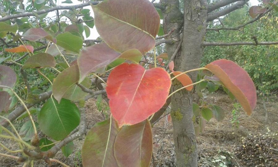 Azərbaycanda payız başlayır<b style="color:red"></b>