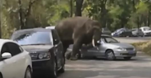 Çində fil 15 avtomobili əzdi - <b style="color:red">Video</b>