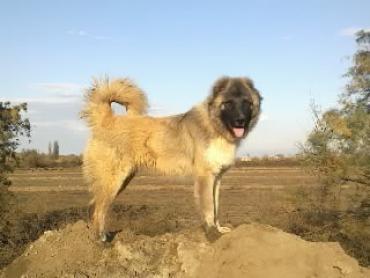 Qaxda ata və oğul çoban itinin hücumuna məruz qalıb<b style="color:red"></b>