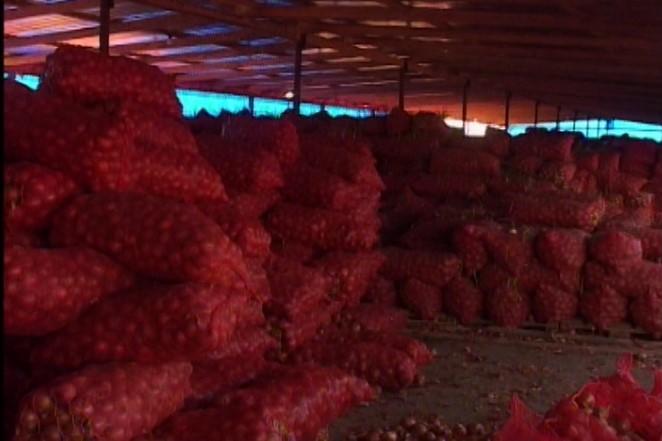 Azərbaycan soğanı Rusiya bazarına çıxarılacaq<b style="color:red"></b>
