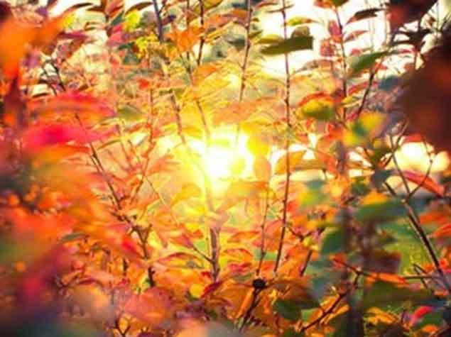 Yayda Azərbaycan ərazisində havanın temperaturu iqlim normasından yüksək olacaq<b style="color:red"></b>