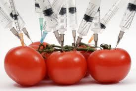 GMO məhsullarla bağlı genişmiqyaslı monitorinqlər aparılacaq<b style="color:red"></b>