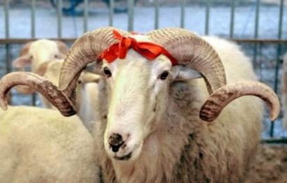 Qurban bayramı qeyd olunur<b style="color:red"></b>