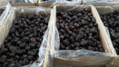 İraqdan idxal edilən xurmada kif göbələyi aşkarlanıb