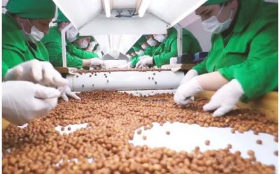 Zaqatalada yeni fındıq emalı fabriki yaradılır