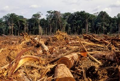 Amazon meşələri udduğundan çox karbon yayır