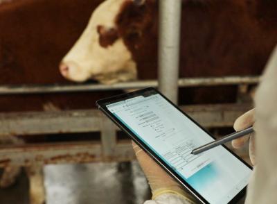 İribuynuzlu heyvanlar haqqında məlumatlar elektron sistemə daxil edilib