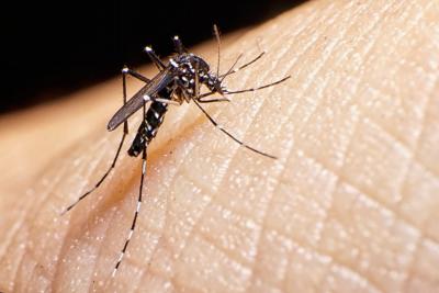 Sinqapurda yenidən Zika virusu yayılıb