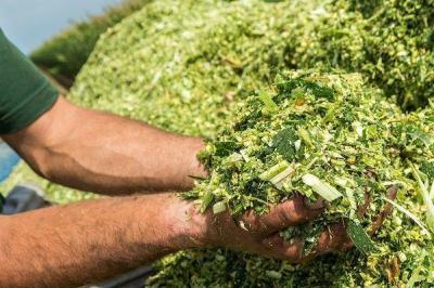 Silos yemi nədir və nə üçün ona yenidən nəzər salınmalıdır?