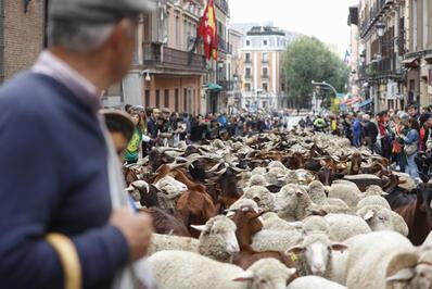 Madriddə maraqlı festival keçirilib
