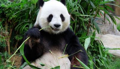 Panda Çin-Tayvan münasibətlərini yumşalda bilər