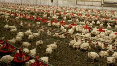Seneqalda quş qripi epidemiyası aşkarlanıb